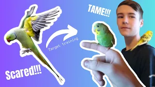 Taming a scared FLIGHTED budgie | part 2