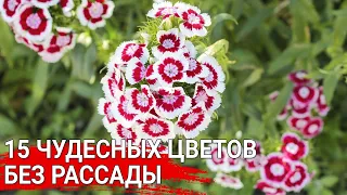 15 чудесных цветов без рассады