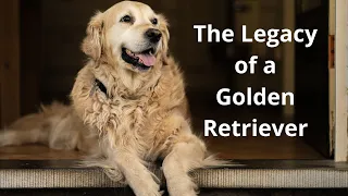 Part I. A golden retriever’s legacy