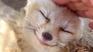 Rescue fox giggles when she sees her favorite human