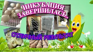 НАЧАЛСЯ ВЫВОД ЦЫПЛЯТ