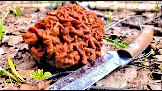Таинственные лесные сокровища: В поисках первых весенних грибов.