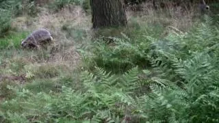 Wild Scottish Badgers - cubs playing - whoops!