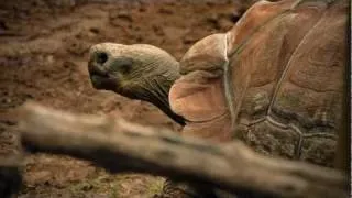 Nikon D7000 | Galápagos tortoise