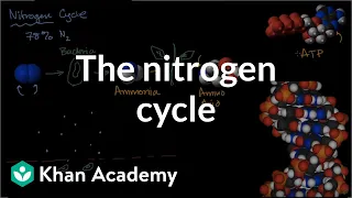 The nitrogen cycle | The flow of energy and matter | High school biology | Khan Academy