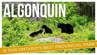 Algonquin Provincial Park (Pog Lake CG) - Wildlife, Canoeing, Cycling, Hiking, Museums & More!