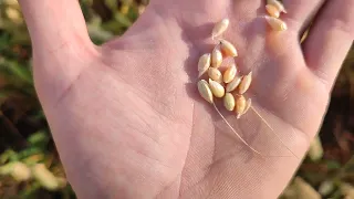 Пшениця Скаген завершує вегетацію, 08.07.2022