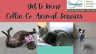 Collin County Animal Services