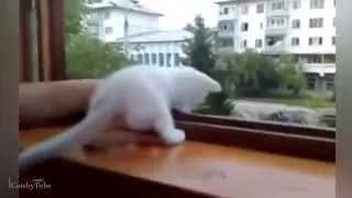 Top 10 Funny Cat Videos