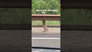 Baby Bobcat