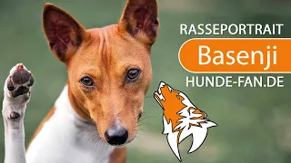 ► Basenji - Congo Dog [2020] History, Appearance, Temperament, Training, Exercise, Care & Health