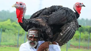 TURKEY BIRYANI !!! Vaankozhi Biryani prepared by my Daddy Arumugam / Village food factory