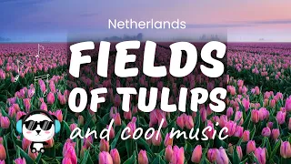 Fields of Tulips. Spring trip to Holland + Сool music tracks 🎵