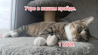 Утро в нашем прайде. 1 мая.