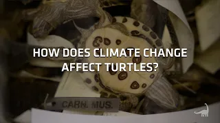 Climate Change Targets Male Turtles!