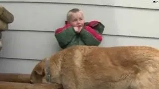 Watch: Dog protects lost 3-year-old
