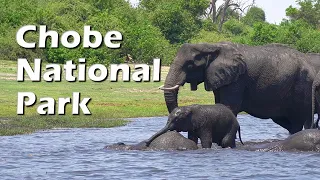 CHOBE NATIONAL PARK - Elephants everywhere!