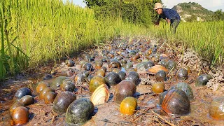 Wow wow wow traditional catch Snails! Skill Catch crabs a lots in mud at rice field by best hand