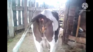 Корова срёт под дабстеп ЖЕСТЬ