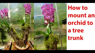How to mount a Phalaenopsis orchid on wood