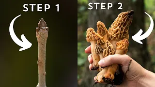 Do you know this common MOREL tree?