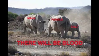 DEATH BATTLE OF THE WHITE RHINOS: FEMALE WITH CALF VS. MALE (RARE VIDEO): WILD ANIMAL ENCOUNTERS