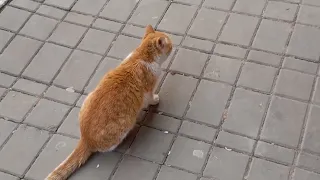 Stray cats urgently ask for food  They are full of energy and enthusiasm