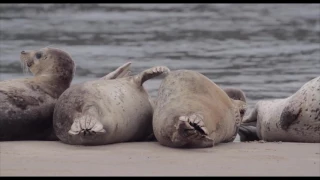 Cape Perpetua Marine Reserve - Oregon's Ocean Legacy