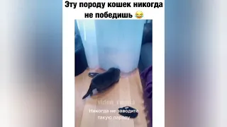 ☆ПОДБОРКА ЛУЧШИХ ПРИКОЛОВ ИЗ INSTAGRAM #6☆ | ПРИКОЛЫ ПРО КАРАНТИН | ПРИКОЛЫ ПРО КОРОНОВИРУС