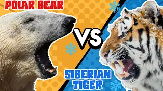 Polar Bear VS Siberian Tiger - Who Would Win