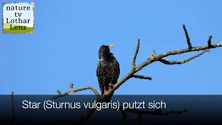 Star (Sturnus vulgaris) putzt sich