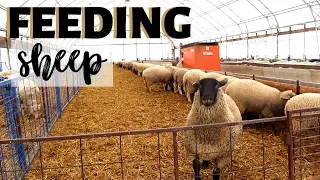 How We Feed Sheep: Vlog 179