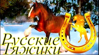 РУССКИЕ ПОРОДЫ ЛОШАДЕЙ. ПОРОДЫ ЛОШАДЕЙ В РОССИИ. РУССКИЕ ТЯЖЕЛОВОЗЫ.