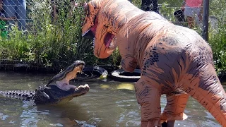 Man Dressed As T-Rex Plays With 500LB Alligator