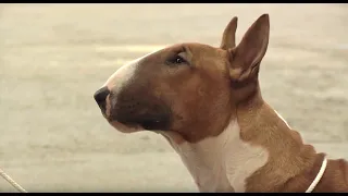 Bull Terrier - Bests of Breed