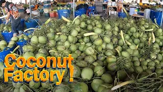 COCONUT Cutting and All Processing! - Thai Street Food