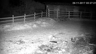 Tawny Owl swoops to try to catch a rat - with sounds