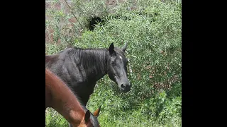 lote 109 Yegua Prieta SubastaCaballos 20211