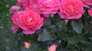Роза  Sommersonne  Kordes