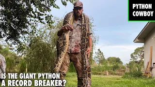 Moment Of Truth Is The Giant Python A Record Breaker