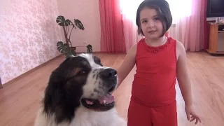 Birthday Kid Gifts Make a cake for dogs