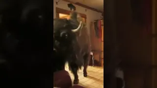 Buffalo pees in my house😱😱#viralshorts #trending #viral #shorts