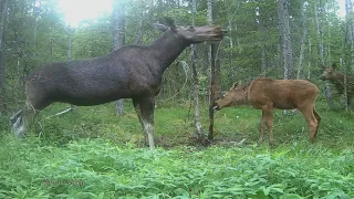 Finnish forest life - wildlife camera