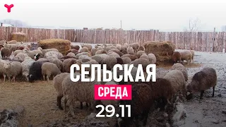 Сельская среда 29.11.2023