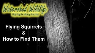 Flying Squirrels - How to Find Them