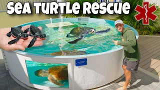 Rescuing INJURED SEA TURTLES From DEATH!!