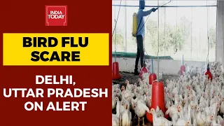 Bird Flu Scare: Delhi, Uttar Pradesh On High Alert; Measures Being Taken | India Today