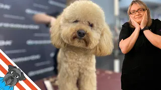 Toy poodle - How to groom toy poodle?