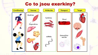 Tělesná aktivita, fyzická zátěž, prevence onemocnění - doc. MUDr. A. Kroužecký, Ph.D.