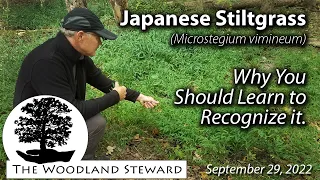 Japanese Stiltgrass (Microstegium vimineum) - Why You Should Learn to Recognize it.